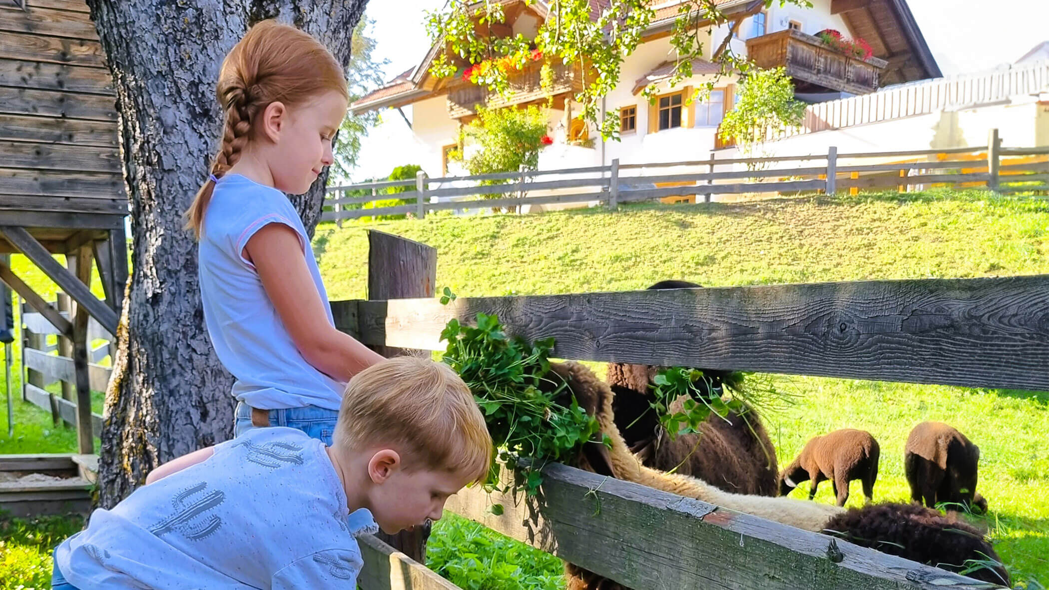 Zwei Kinder füttern die Schafe mit Gras - Oberplunerhof