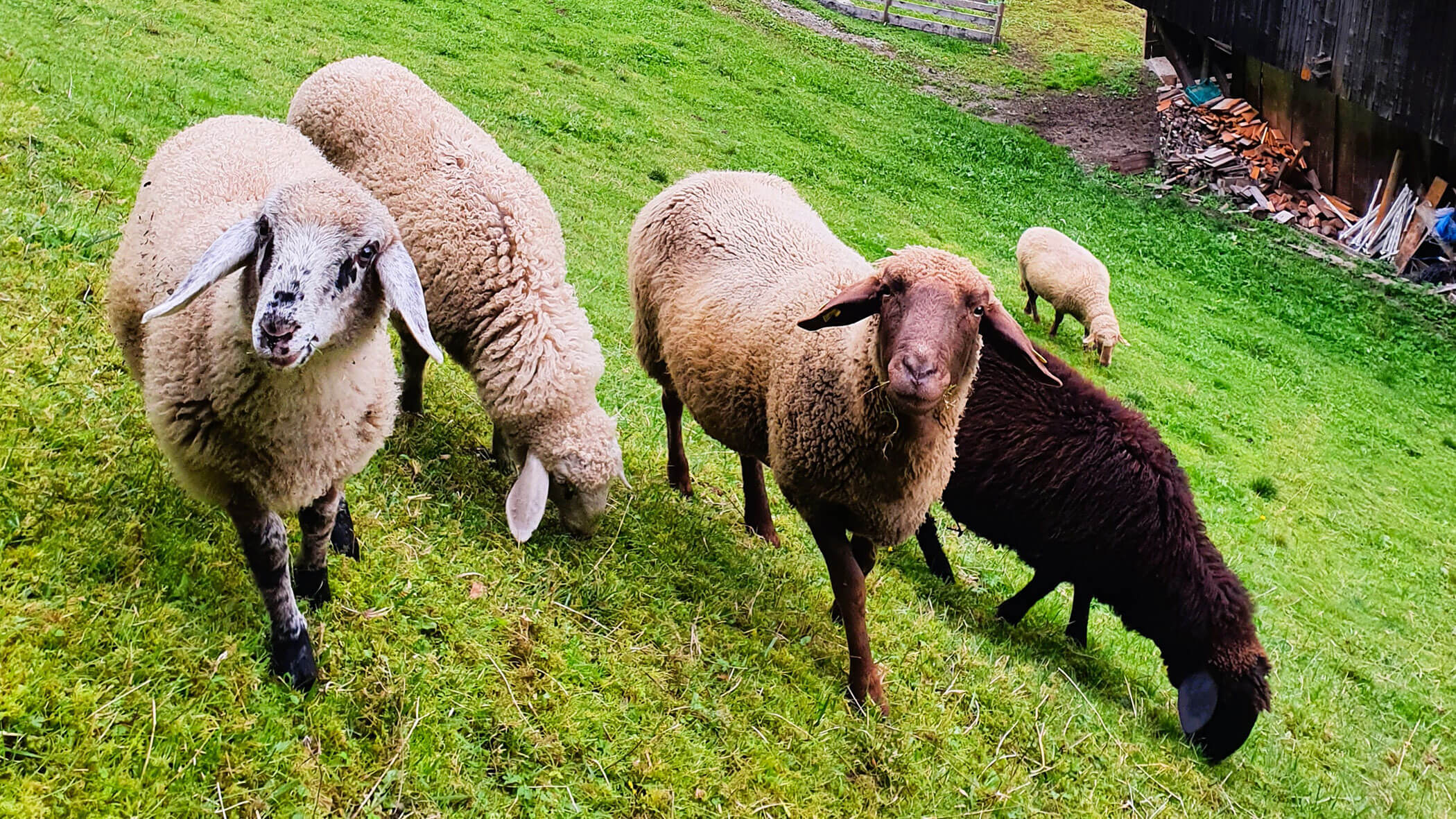 Vier Schafe auf der grünen Wiese - Oberplunerhof