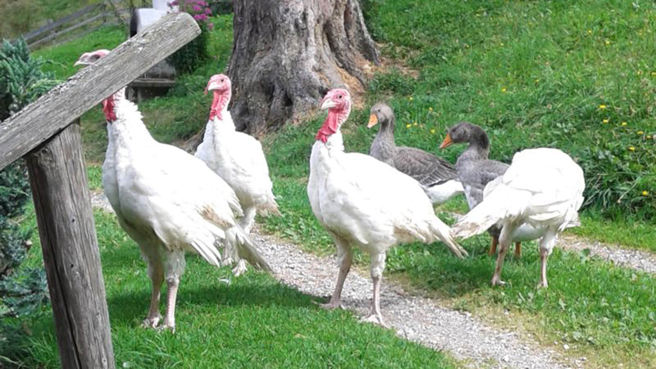Puten und Gänse auf einem Feldweg - Oberplunerhof