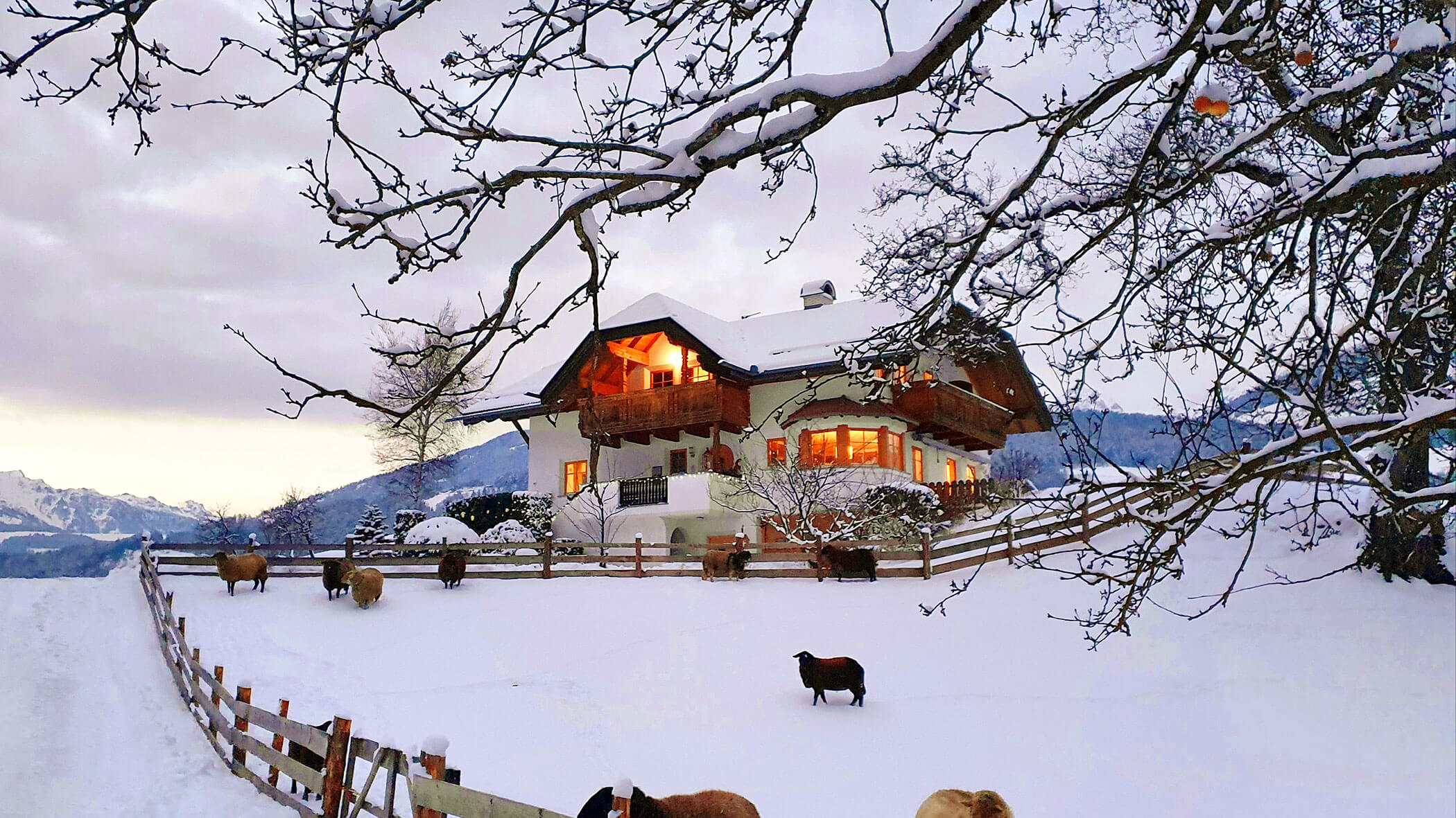Eine Schafherde im Winter vor dem Oberplunerhof