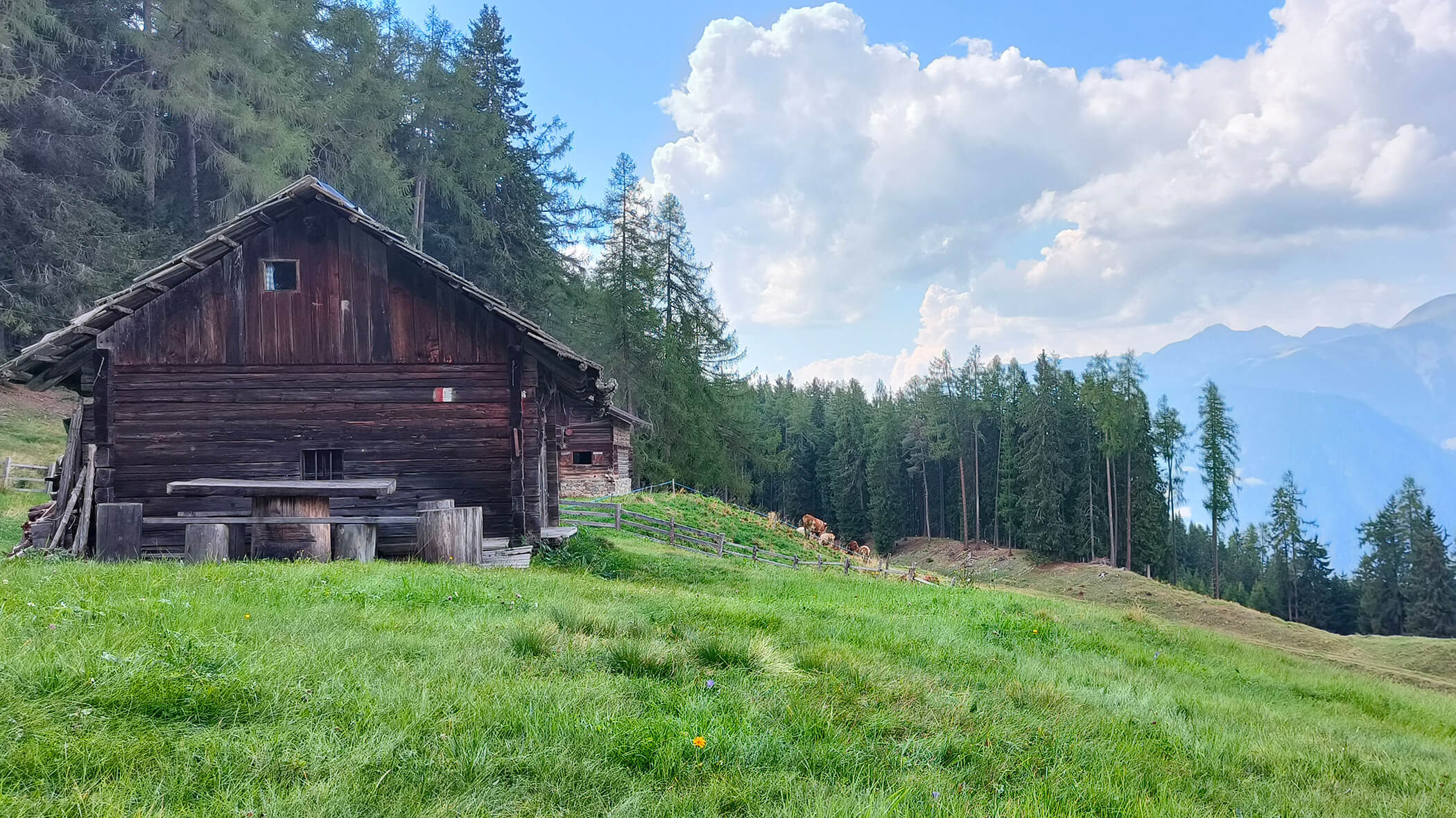 Almhütte mit Almkühen, Wiesen und Bäumen - Oberplunerhof