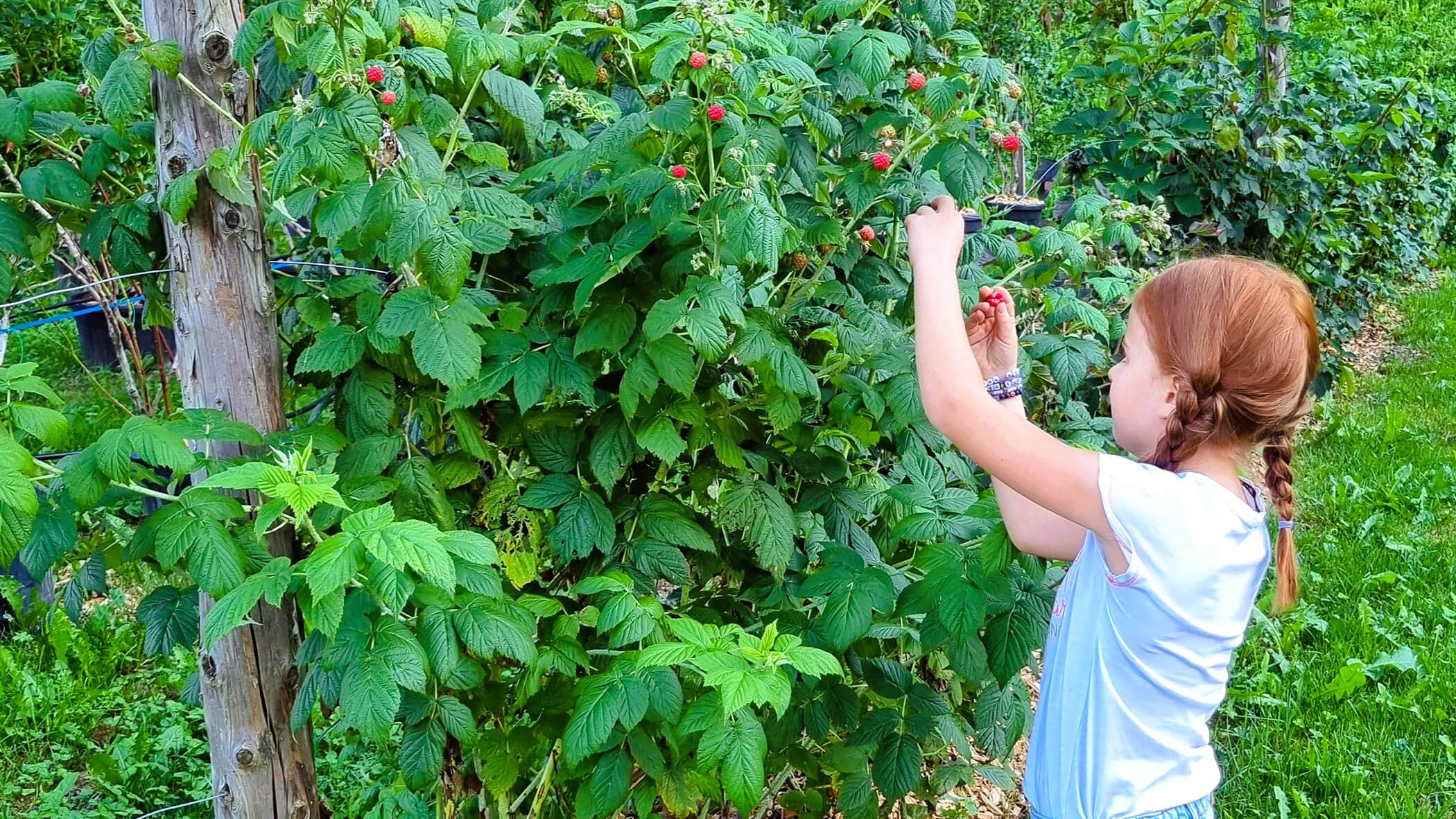 Mädchen pflückt Himbeeren - Oberplunerhof
