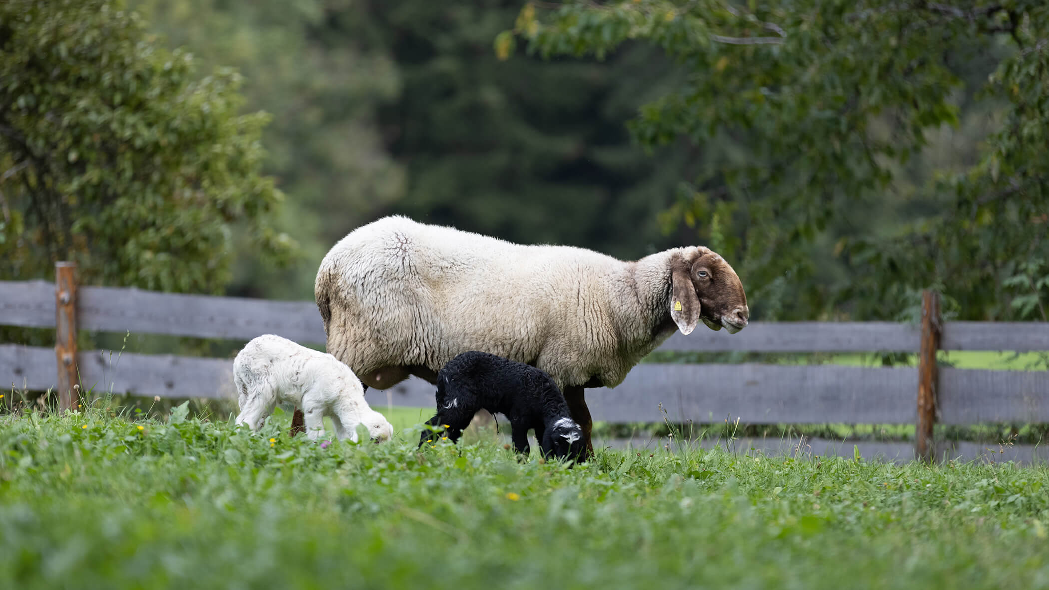 Ein Schaf steht mit ihren beiden Babys auf der Wiese - Oberplunerhof