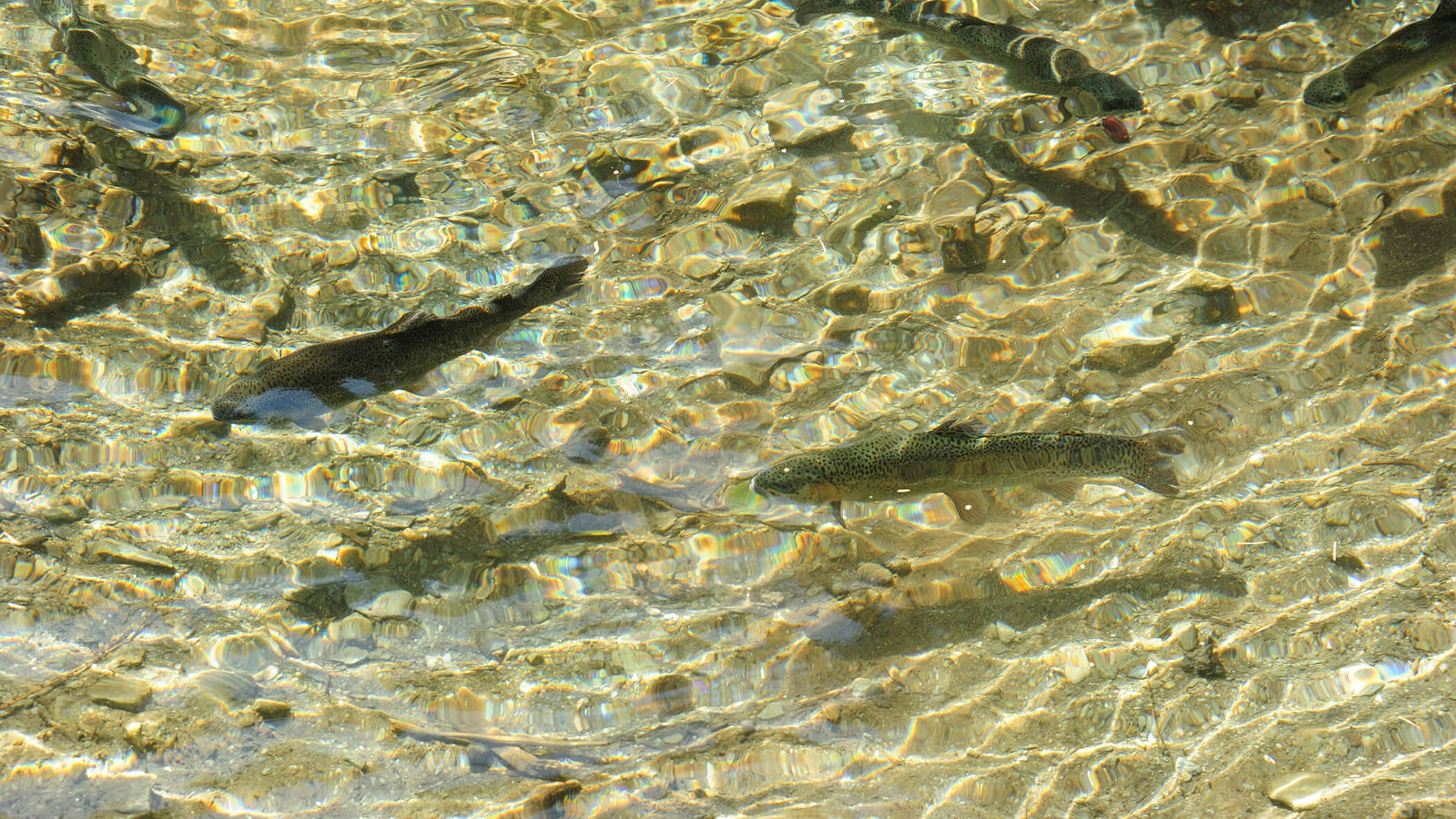 Fische schwimmen im glasklaren Wasser - Oberplunerhof